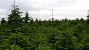 Weihnachtsbaum - Christbaum Verkauf - Romanshorn - Ostschweiz