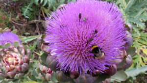 Artischocken Verkauf - Romanshorn - Ostschweiz